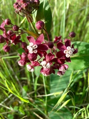 Asclepias cordifolia