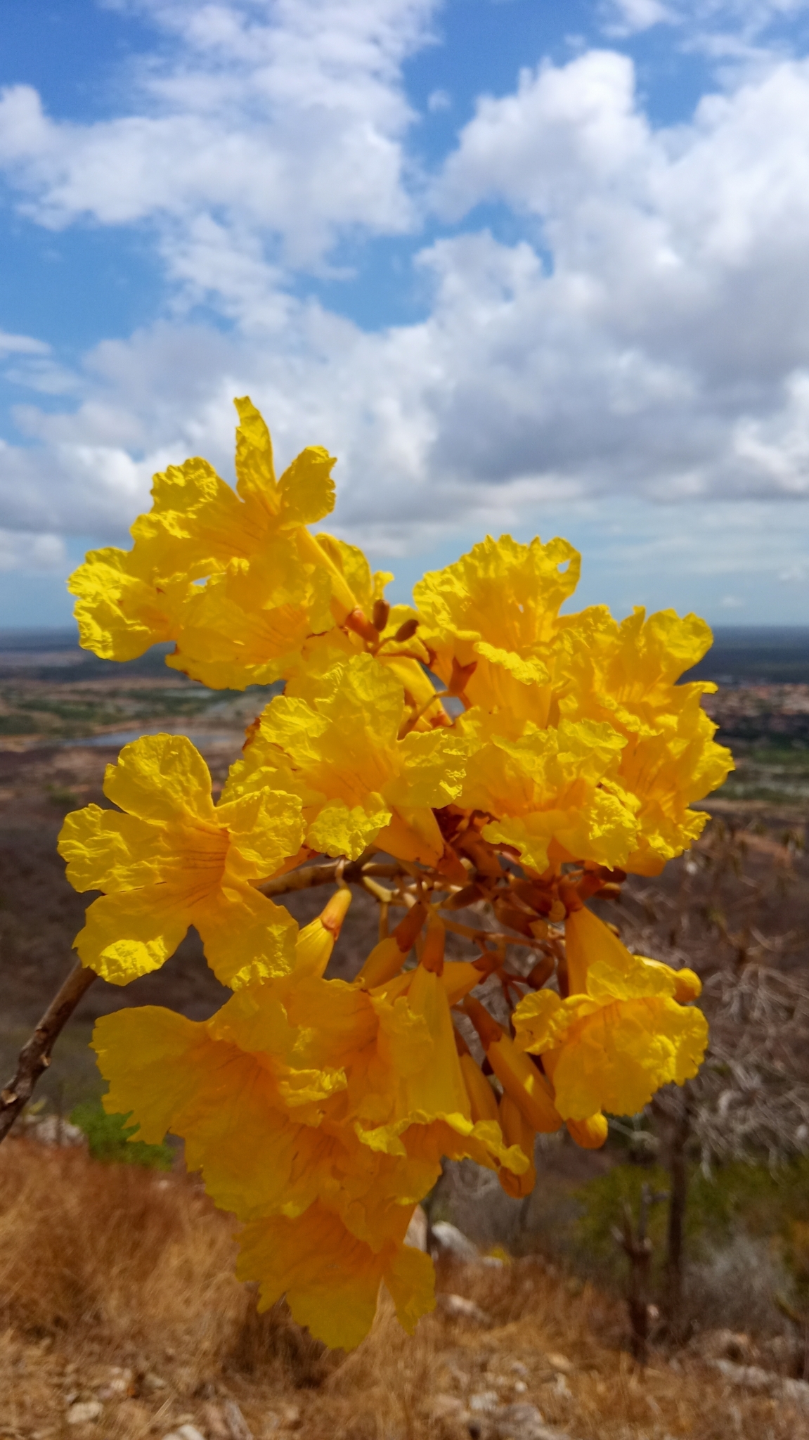 Tabebuia aurea