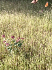 Asclepias cordifolia