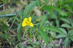 Potentilla simplex