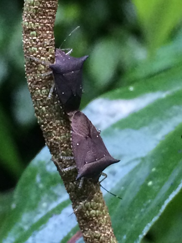 Sibaria armata