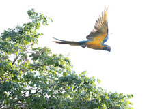 Blue-Throated Macaw photo 3