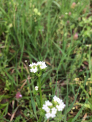 Valerianella locusta