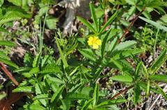 Potentilla simplex