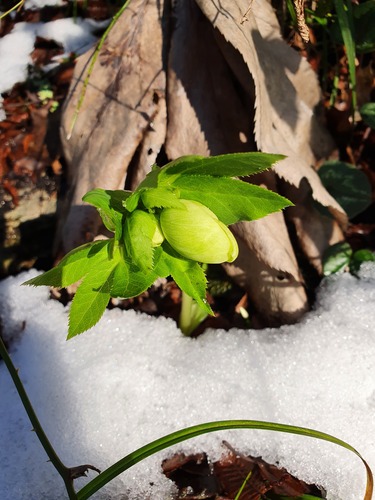Helleborus orientalis
