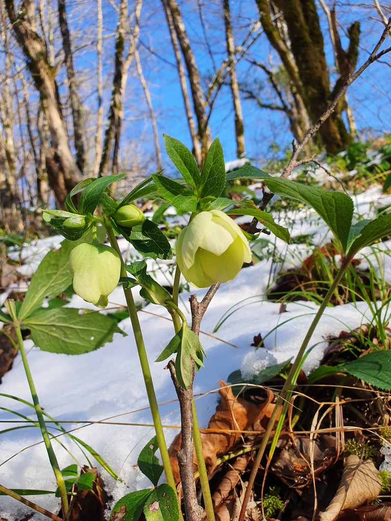 Helleborus orientalis, Хостинский, Краснодарский край, Россия