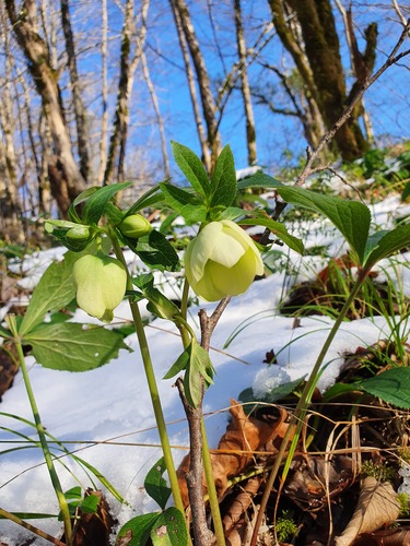 Hellebore (Lenten Rose) plant photo (Helleborus orientalis)
