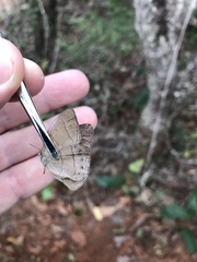 Nhambikuara cerradensis