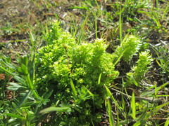 Cruciata laevipes