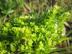 Cruciata laevipes