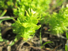 Cruciata laevipes