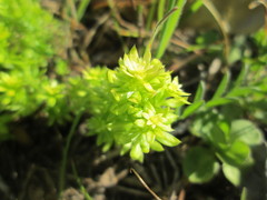 Cruciata laevipes