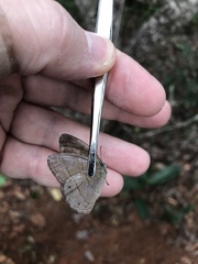 Nhambikuara cerradensis