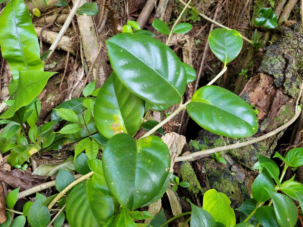 Schlegelia axillaris