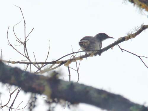 Pycnopygius cinereus observed 2023-09-05