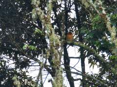 Mountain Kingfisher photo 3