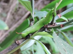 Macroglossum divergens