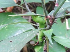 Macroglossum divergens