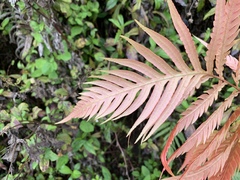 Woodwardia prolifera