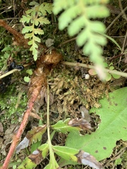 Woodwardia prolifera