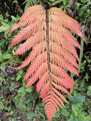 Woodwardia prolifera