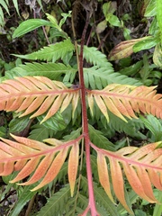 Woodwardia prolifera