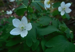 Isopyrum thalictroides