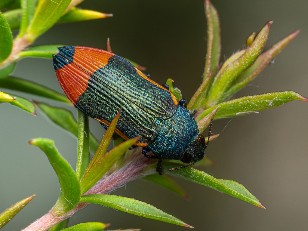 Castiarina kerremansi