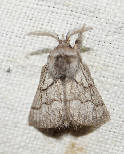Trichiura crataegi