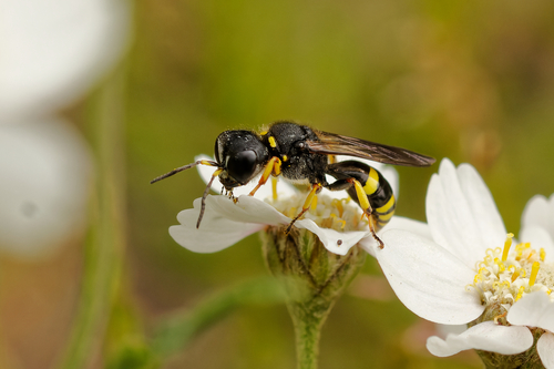 Representative image of Ectemnius confinis