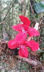 Asteranthera ovata