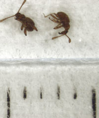 Gerallus punctipennis