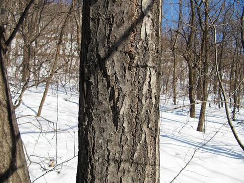 Paprastoji blindė nuotrauka