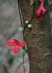 Asteranthera ovata