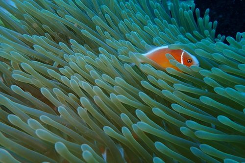 Clown fish (Amphiprion perideraion) — Pomacentridae — 4