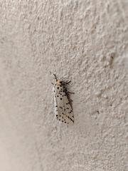 Alpenus investigatorum