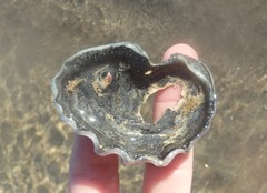 Saccostrea glomerata