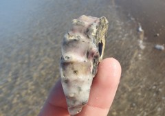 Saccostrea glomerata