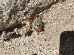 Loeseliastrum schottii