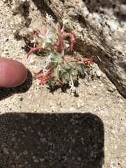 Loeseliastrum schottii