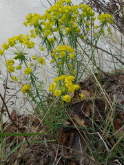 Euphorbia cyparissias
