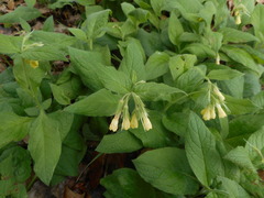 Symphytum tuberosum