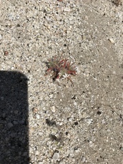 Loeseliastrum schottii