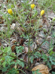 Ranunculus