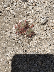 Loeseliastrum schottii