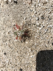 Loeseliastrum schottii