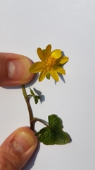 Ficaria verna ficariiformis
