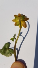 Ficaria verna ficariiformis