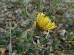 Asteraceae