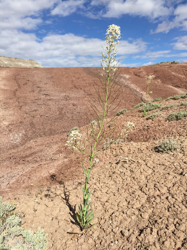 Candelabra Thelypody (Thelypodiopsis divaricata)